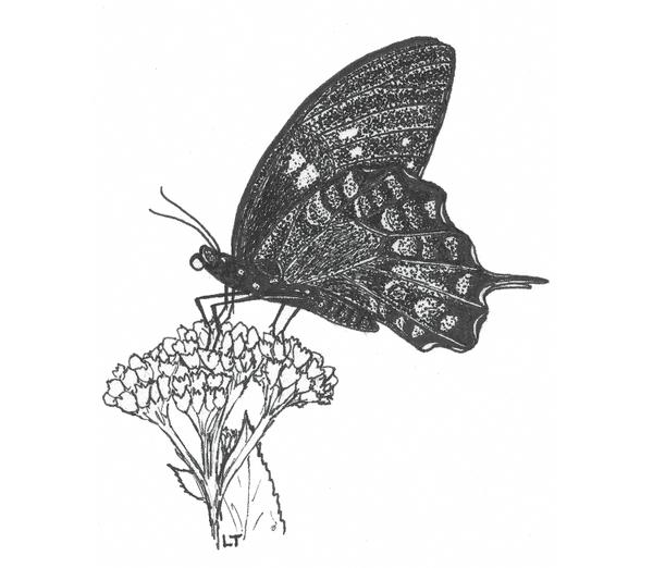 Figure 2. Spicebush Swallowtail.